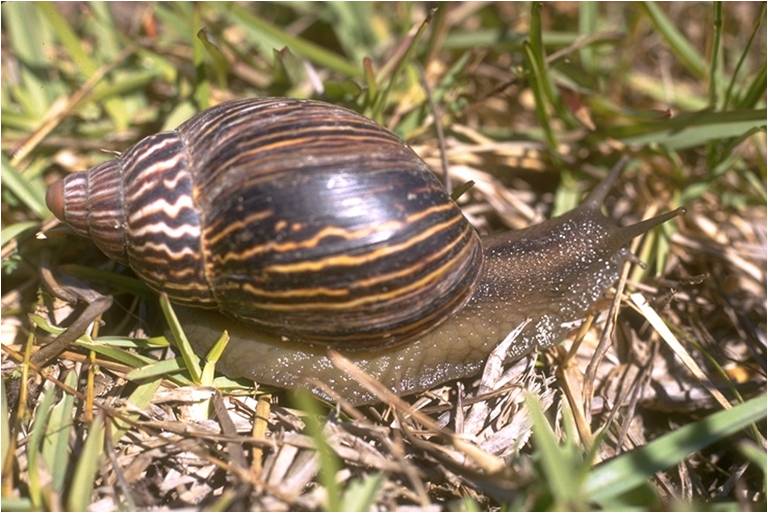 african snail